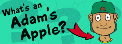 What’s an Adam’s Apple? (什么是“亚当的苹果”？）