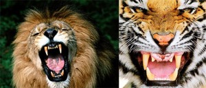 lion&tiger